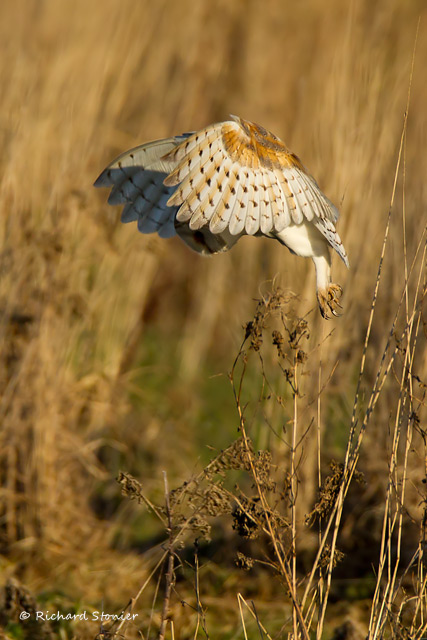 Barn Owl