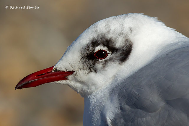 Black-headed Gull