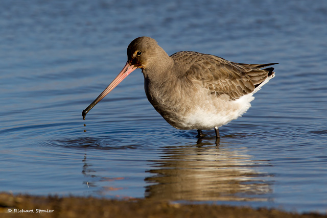 Black-tailed Godwit