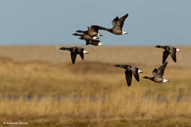 Dark-bellied Brent Goose