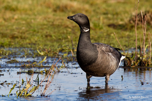 Dark-bellied Brent Goose