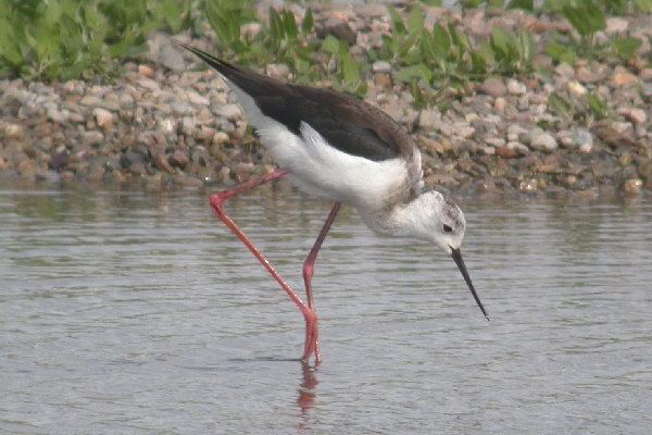 Black-winged Stilt