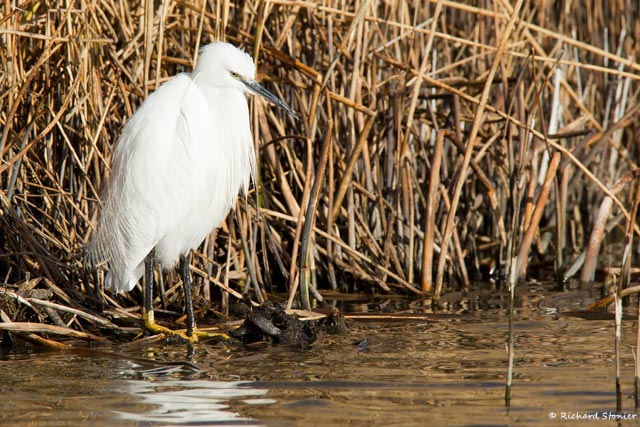 Little Egret