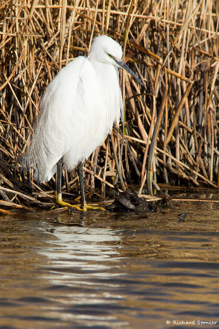 Little Egret