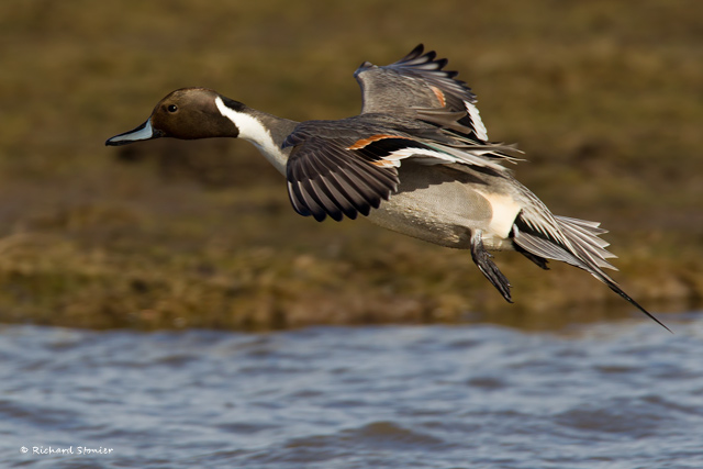 Pintail