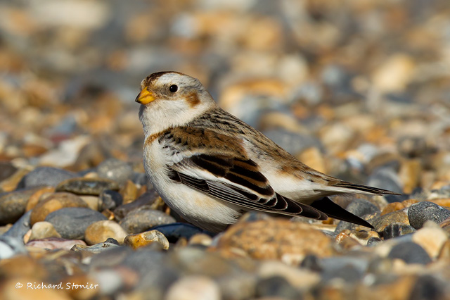 Snow Bunting