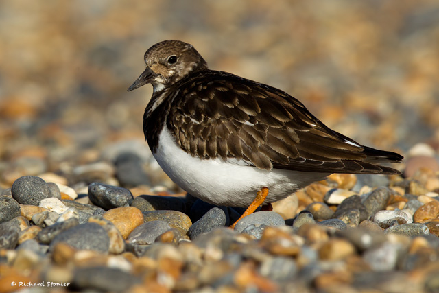 Turnstone