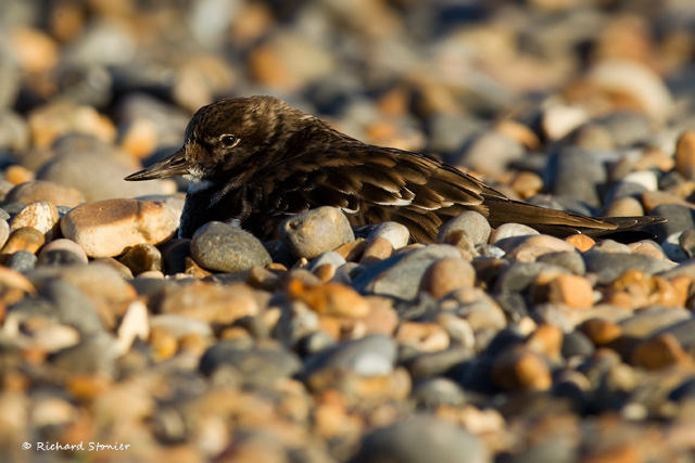 Turnstone