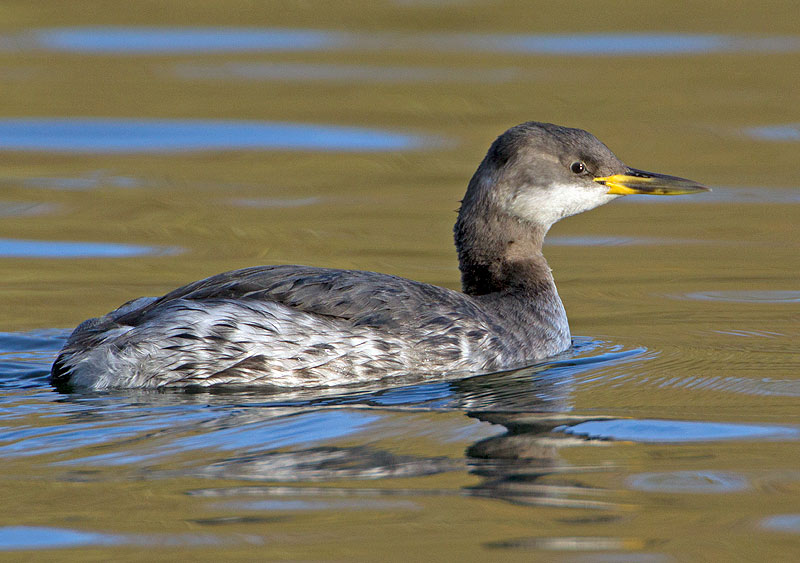 Red-necked Grebe