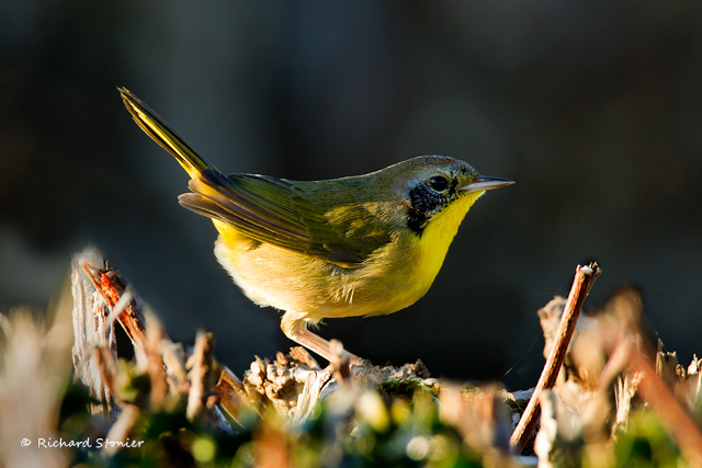 Common Yellowthroat