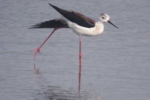 Black-winged Stilt