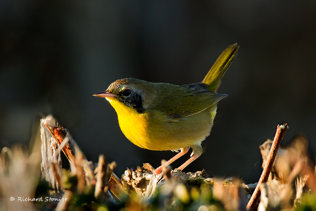 Common Yellowthroat