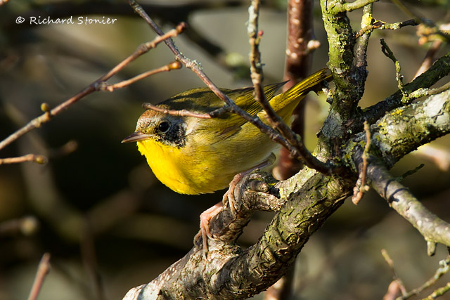 Common Yellowthroat