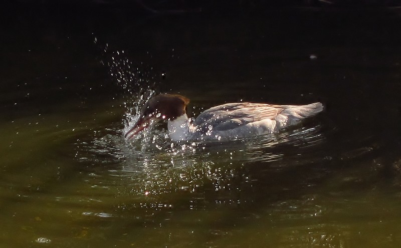 Goosander