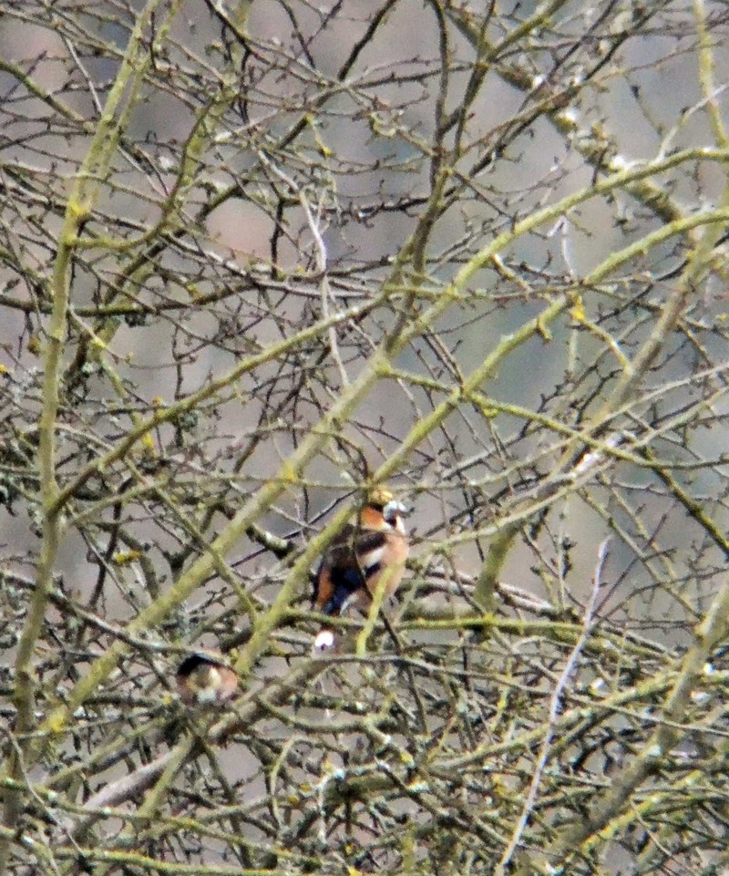 Hawfinch