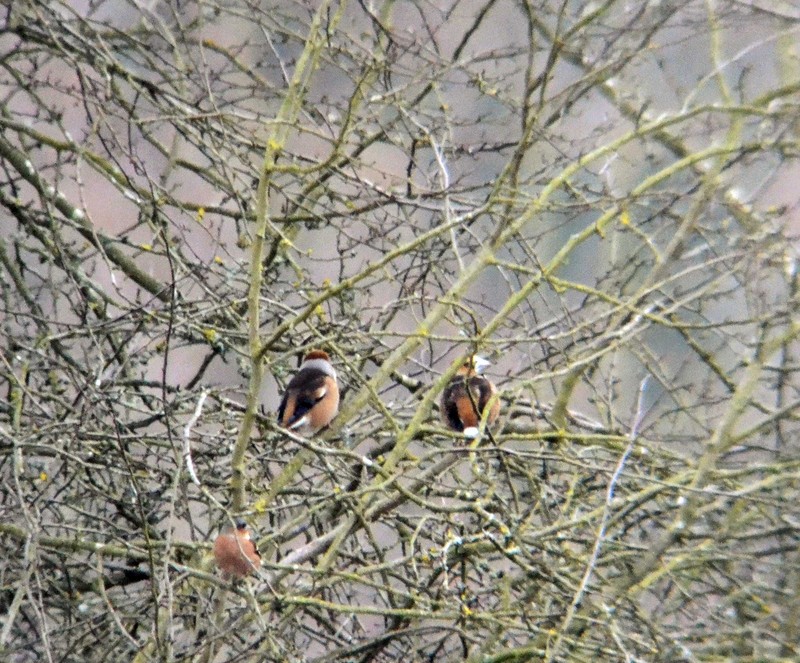 Hawfinch