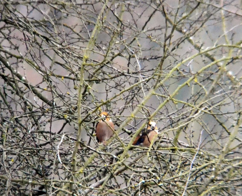 Hawfinch