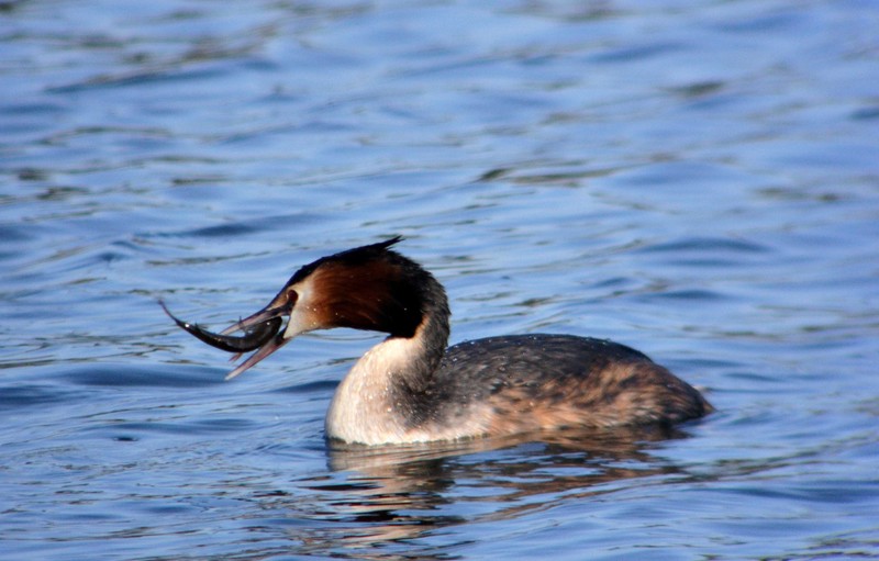 Great Crested Grebe