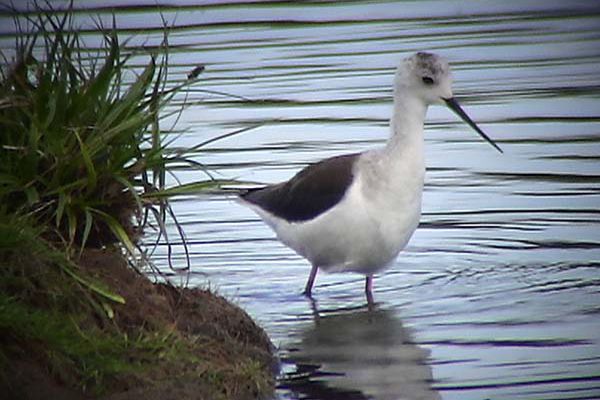 Black-winged Stilt