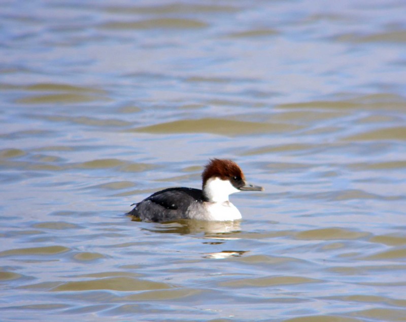 Smew