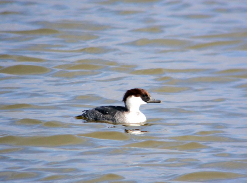 smew