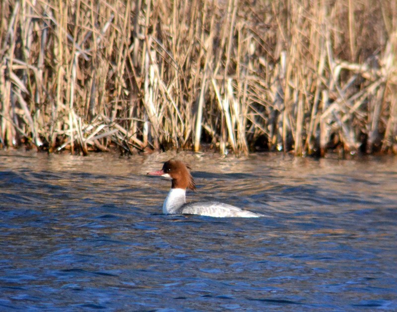 Goosander