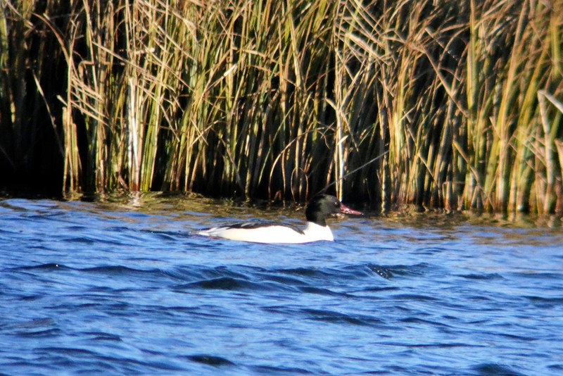 Goosander