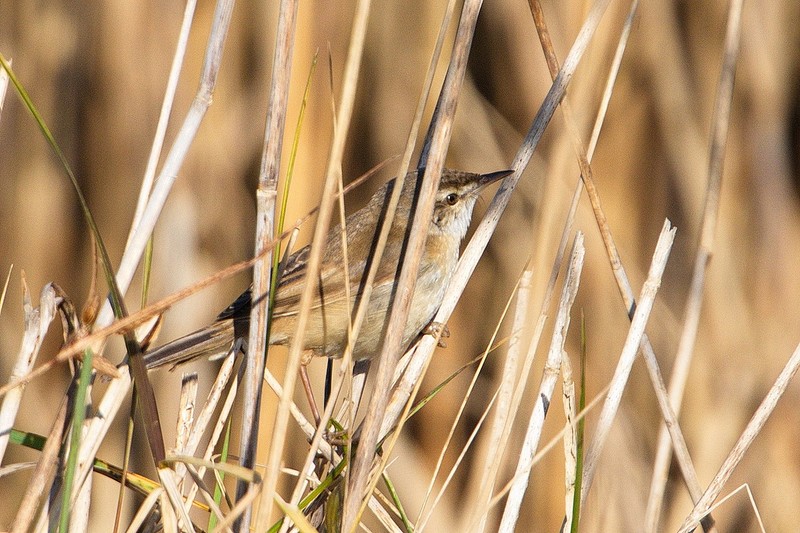 Paddyfield Warbler