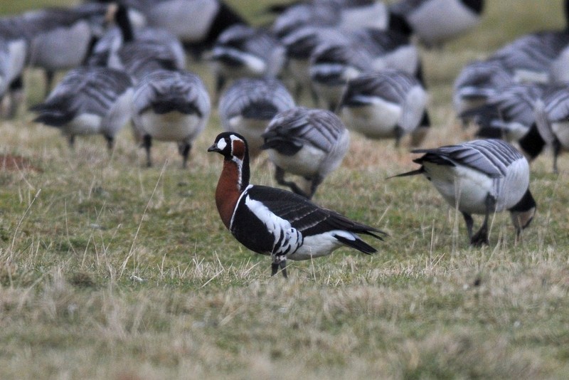 Red-breasted Goose