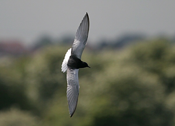White-winged Black Tern