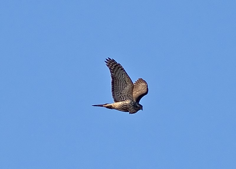 Goshawk