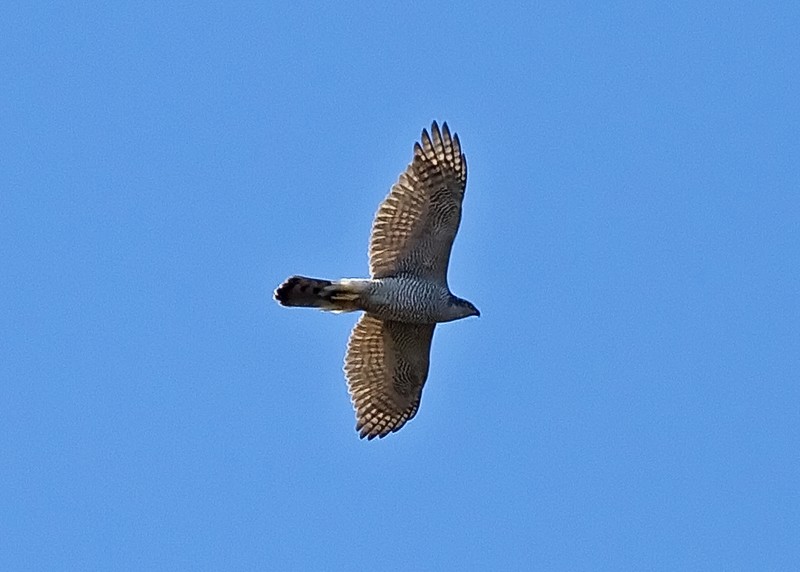 Goshawk