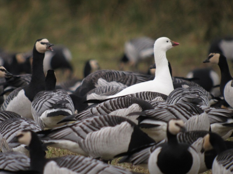 Ross's Goose
