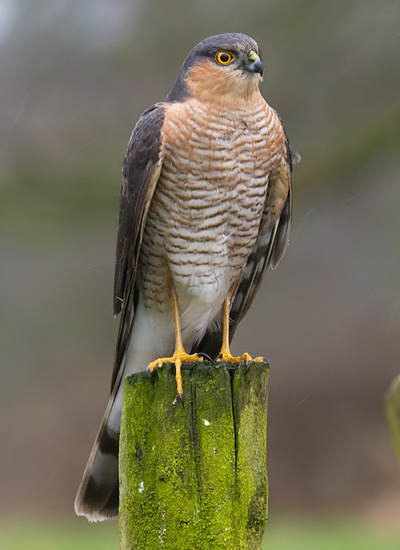 Sparrowhawk
