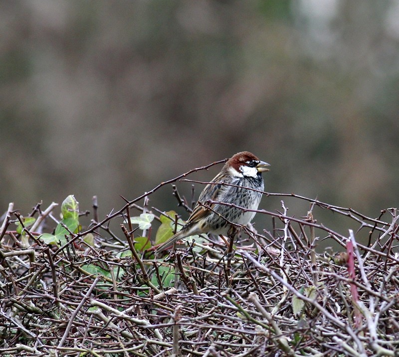 Spanish Sparrow