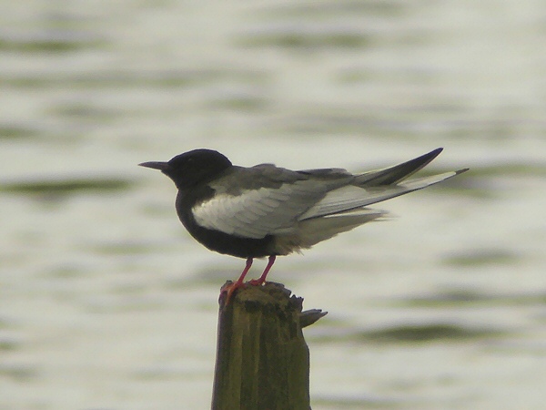 White-winged Black Tern