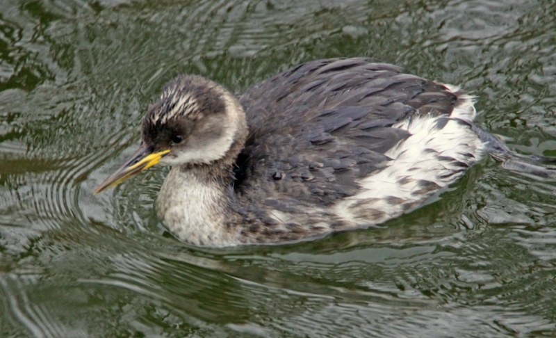 Red-necked Grebe