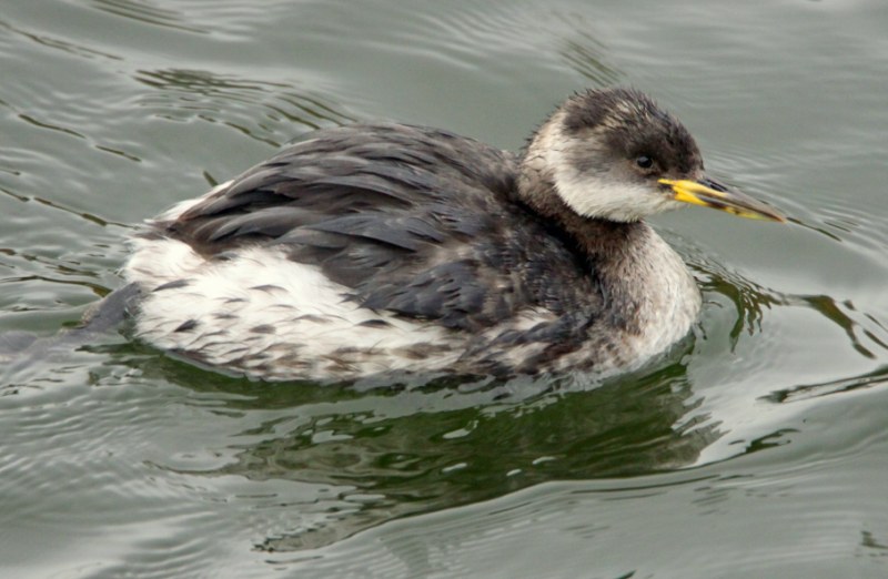 Red-necked Grebe