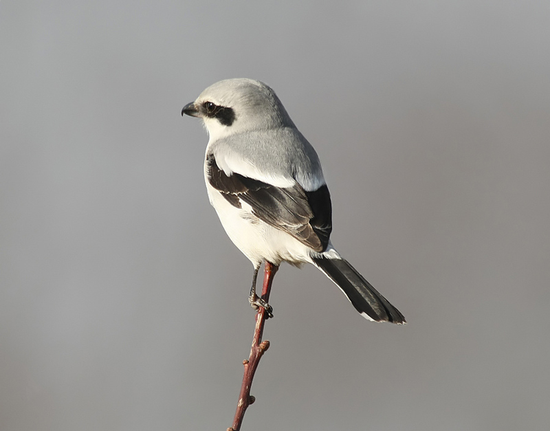 Great Grey Shrike