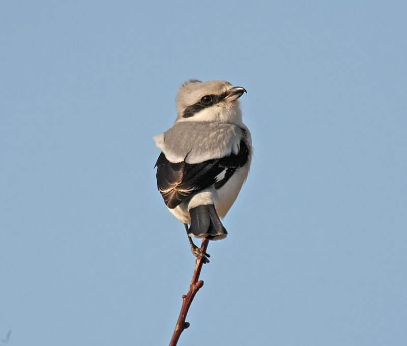 Great Grey Shrike