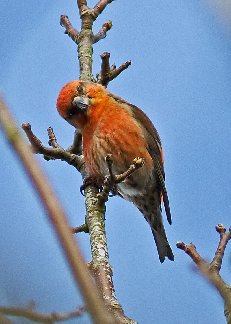 Common Crossbill