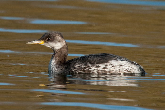 Red-necked Grebe