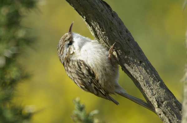 Short-toed Treecreeper