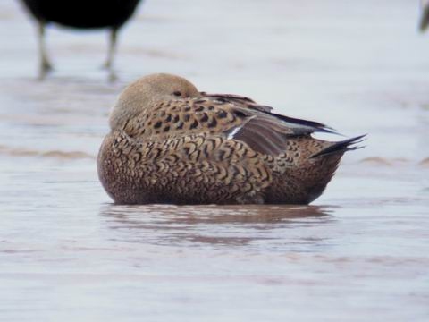 King Eider
