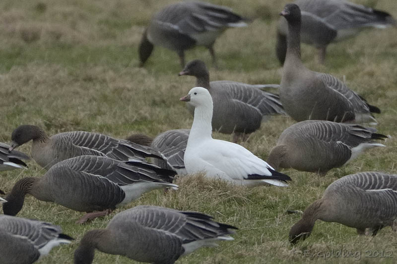 Ross's Goose
