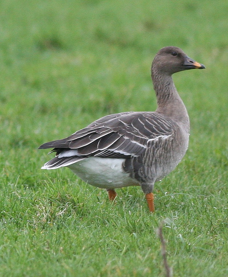 Tundra Bean Goose