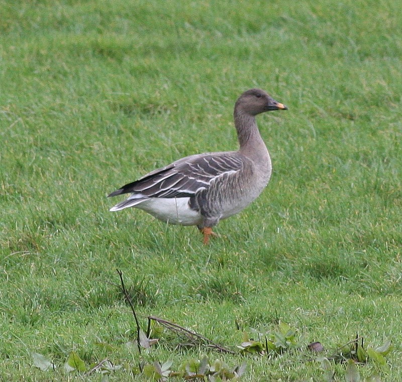 Tundra Bean Goose