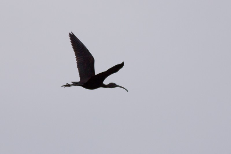 Glossy Ibis