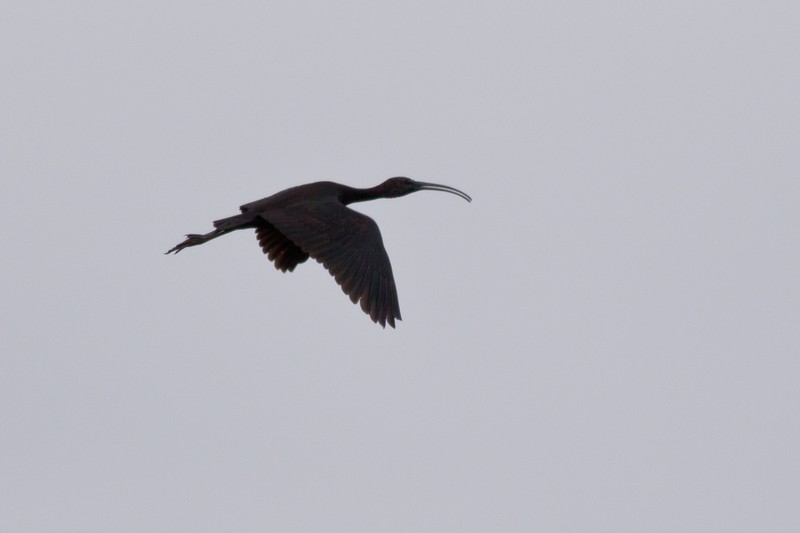 Glossy Ibis