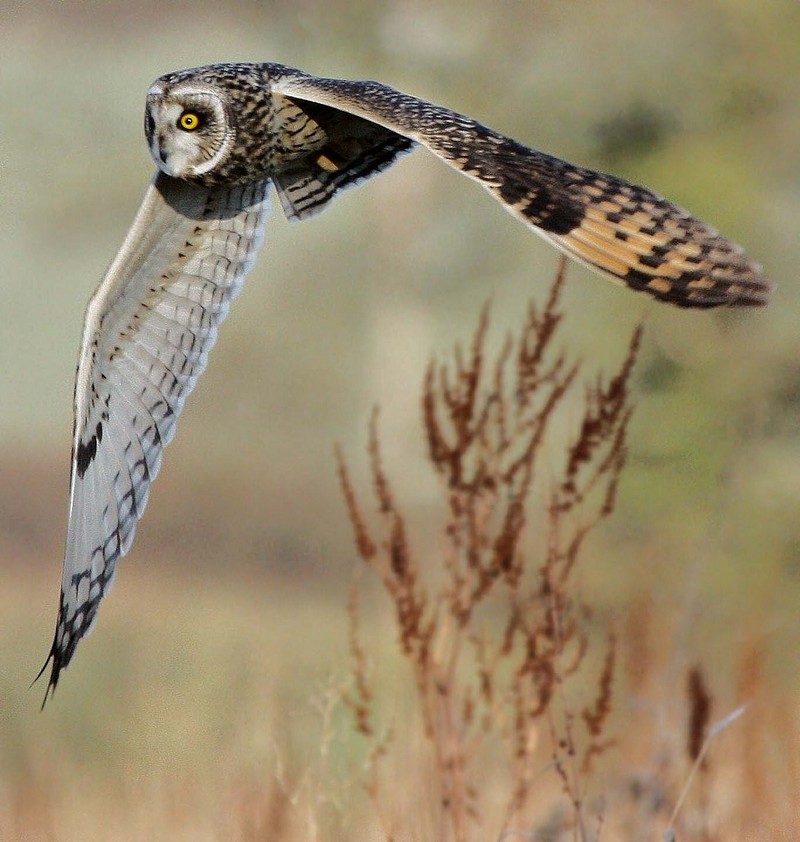 Short-eared Owl